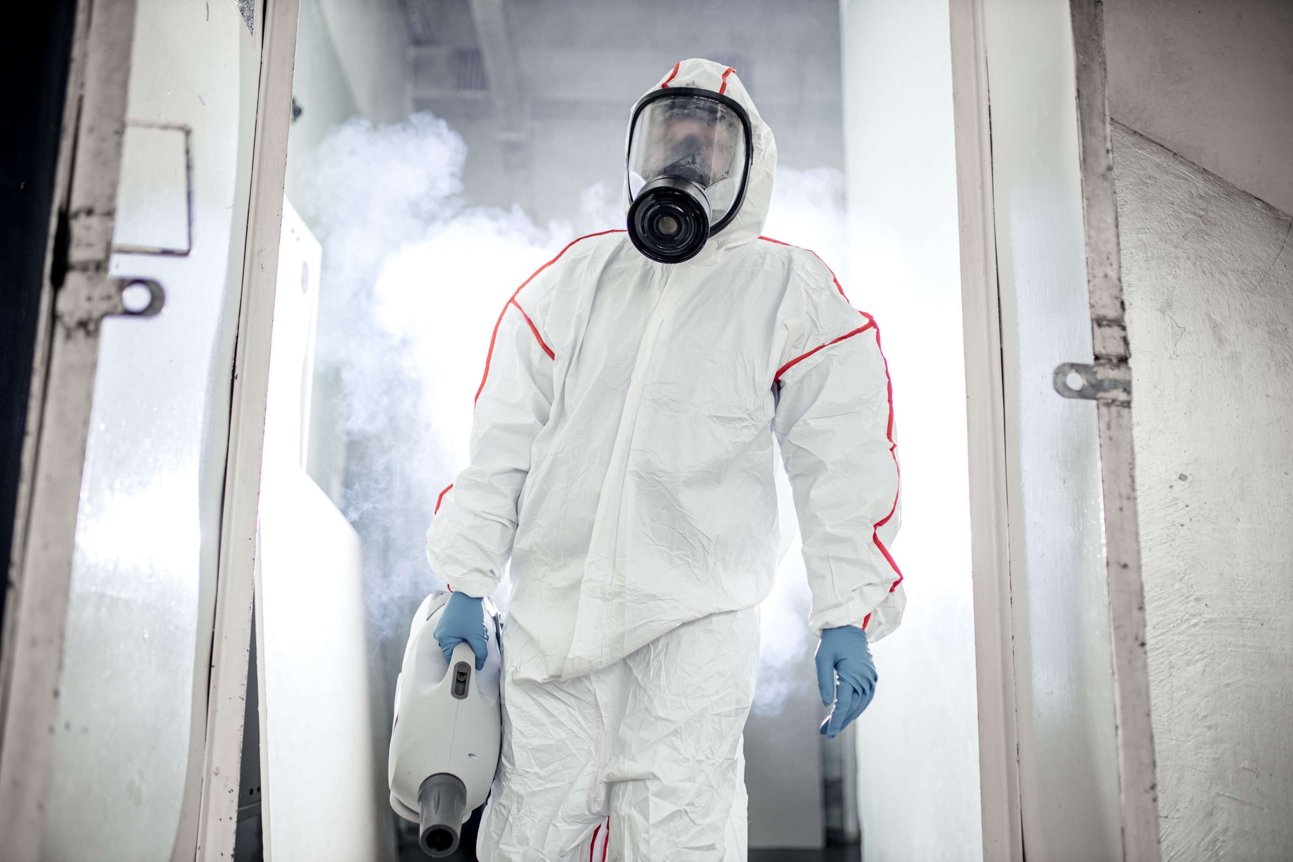 Mold removal professional 