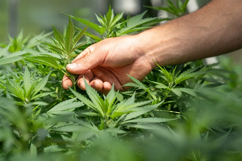 cannabis cannabis insurance