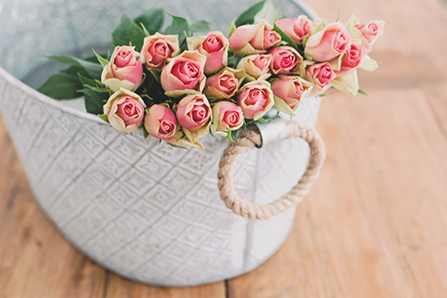 roses pink roses