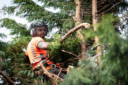 Arborist - tree trimming