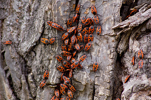 Old tree infested with bugs