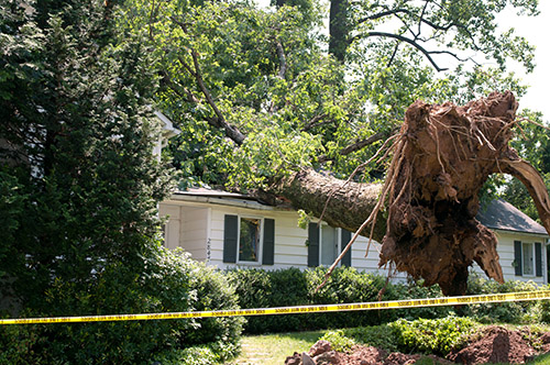 Fallen Tree Property Damage