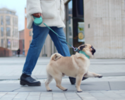 Liability insurance for dog walking businesses