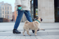 Liability insurance for dog walking businesses