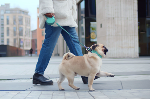 How to Start a Dog Walking Business