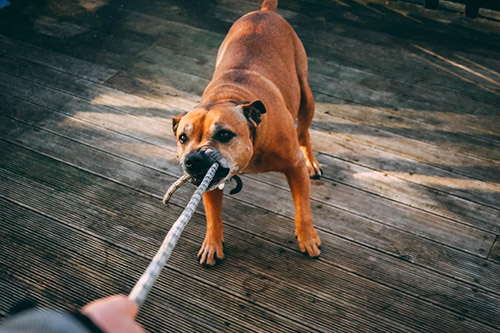 angry dog dog walking liability