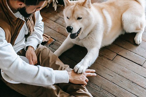 dog trainer