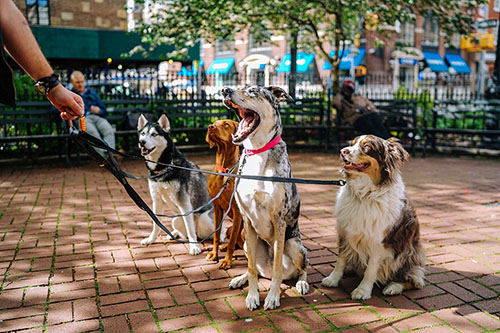 dog-walker-pack dog walking liability