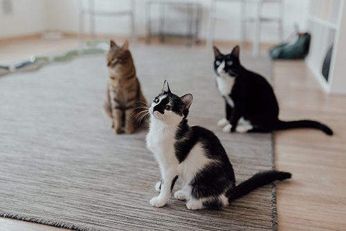 pet sitting liability pet sitting