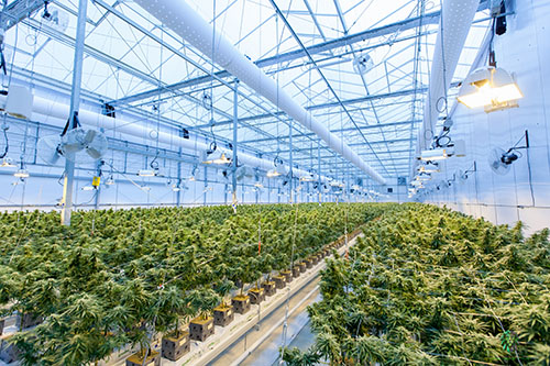 cannabis-growing-facility cannabis inventory