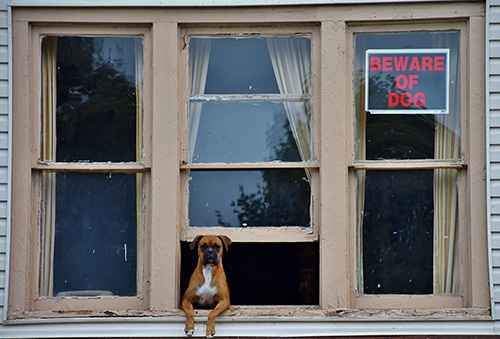 guard dog at home