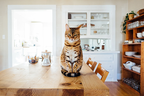 cat sitting on table