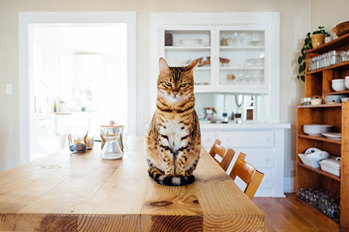 cat-sitting cat sitting on table