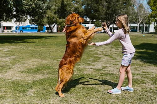 dog jumping on child