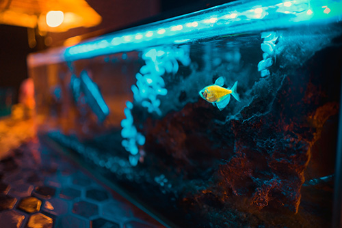 fish in tank