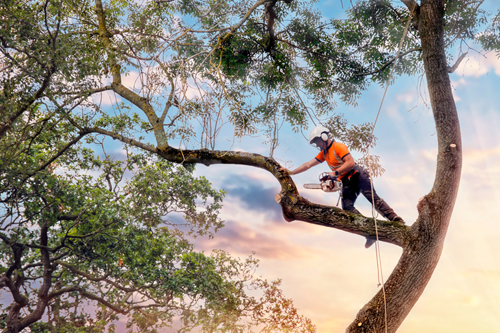 An arborist at work.