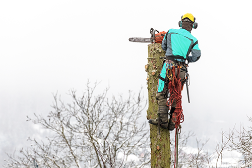 Arborist and tree care liability insurance Canada