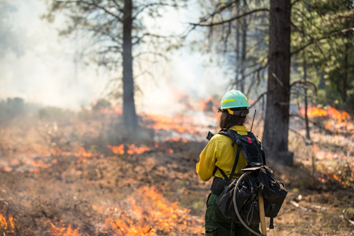 A firefighter fighting a wildfire.