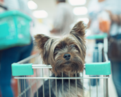 Tips for dog-friendly businesses to reduce liability risks.