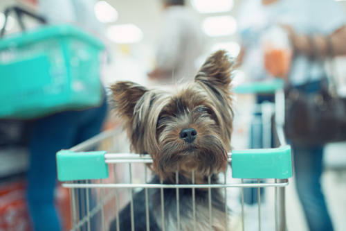 Tips for dog-friendly businesses to reduce liability risks.