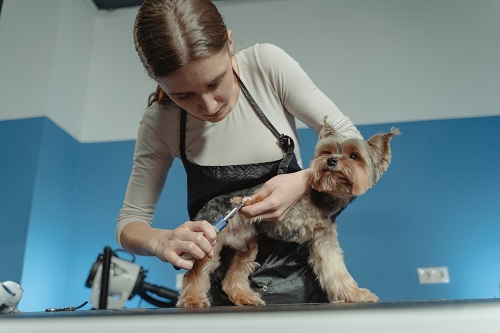 dog-groomer dog grooming accident