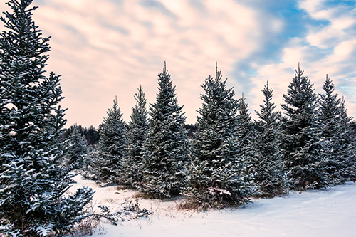 What insurance do Christmas tree farms need?