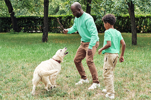 Dog Bite Accident Liability - Dog Bite Accident