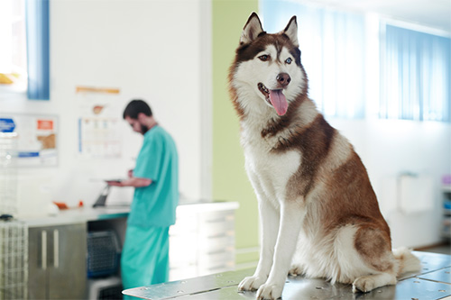 Dog at Vet Sick dog at the vet