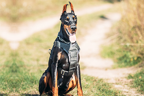 Poor Trained Dog Poorly trained dog