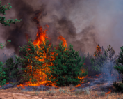 Wildfire season, commercial property insurance